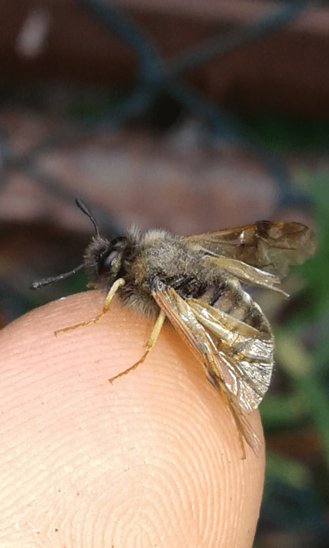 Cimbicidae, Abia sp.?